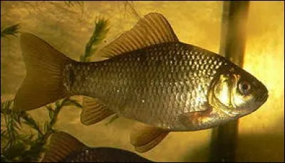 Quel est ce poisson ?