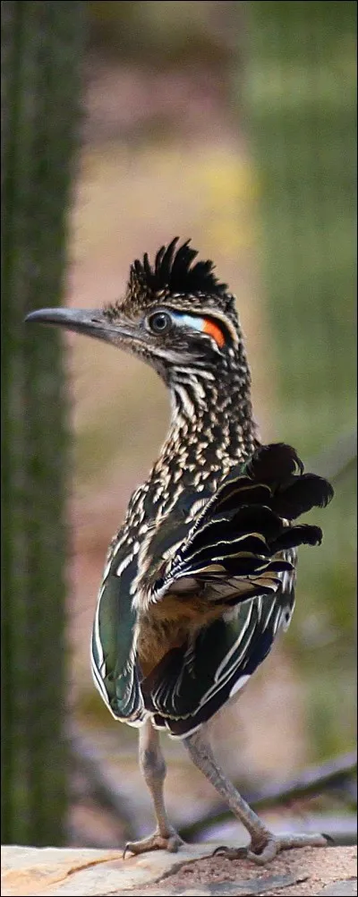 Vous voyez ici cet oiseau né pour la course à pied : facile à reconnaître, queue blanche, jolie crête touffue bleu-noir et plumage marbré. Surtout, pour une génération d'Américains, le bip bip du dessin animé de ce caractère de la Warner Brothers, était le bruit caractéristique des samedis matins feutrés.
Quel est le nom de cet oiseau fameux pour sa querelle contre un coyote désillusionné ?