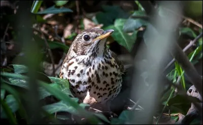 Ce bel oiseau est d'une espèce migratrice : il se reconnaît à son plumage brun tacheté. Sa période de reproduction va du printemps au milieu de l'été : commune manoeuvre, il installe son nid dans un arbre. 
Quel est cet oiseau qui ressemble beaucoup à un merle ?
