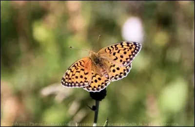 Chez cet lépidoptère, la face supérieure des ailes arbore une couleur orange vif marquée de points noirs. Comme ses confrères, son existence est souvent liée à une plante en particulier : avec aussi peu de détails significatifs, il peut y avoir beaucoup de familles concernées.
Je vous pose donc une question assez vague : parmi les 3 choix plus bas, lequel se rapproche le plus de ce que voyez ?