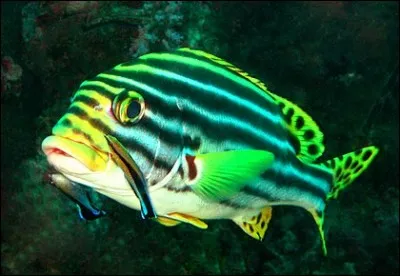 Nous sommes en présence d'un poisson oriental de couleur douce : cette espèce a la caractéristique d'avoir de grandes lèvres charnues, certains le nomment ''Sweetlips''. Leur coloration évolue tout le long de leur vie : tachetée alors que jeune, leurs stries se développent avec l'âge.
Trouvez son nom parmi les 3 choix suivants :