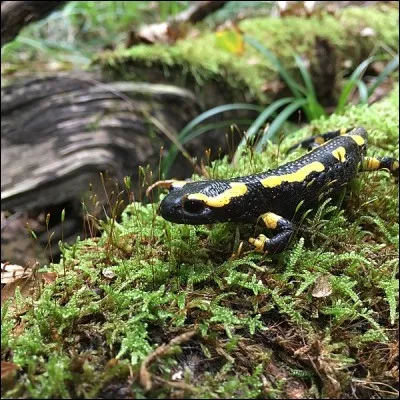 Ce discret amphibien est facilement reconnaissable avec son long corps noir huileux soupoudré de jaune : ce petit est doué parce que son organisme a l'incroyable capacité de régénérer les parties de son corps blessées ou malades. 
Quel est le nom de cet animal dont la toxicité fait qu'il a peu de prédateurs ?