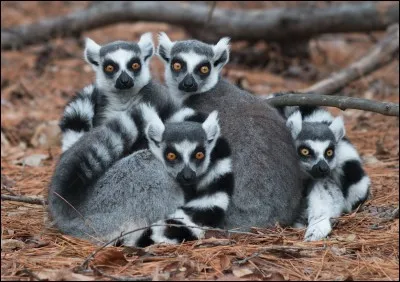 Wikipédia dit : '' le plus reconnu des lémuriens en raison de sa longue queue annelée blanc et noir''. Il est endémique à l'île de Madagascar.
Quel est le nom spécifique du lémurien à queue annelée ?