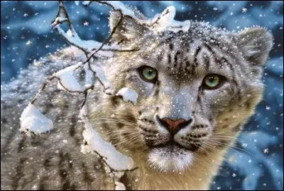 Cette beauté est un félin des hautes montagnes qui est malheureusement, en voie de disparition. Il ne reste que 12 pays où on le retrouve à l'état sauvage : en Russie, on en compte moins de cent.
Quel est le nom de cette espèce en danger, dont la population est estimée entre 3500 et 7000 individus à l'état sauvage, dont un millier au Kirghizstan, dans la haute montagne du Tian Shan ?
