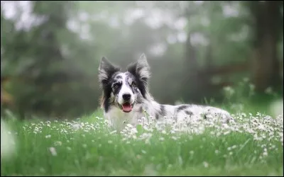 Il est dit que son nom viendrait du vieux celtique et signifierait «utile». Ses ancêtres furent utilisés depuis plusieurs siècles afin de guider les troupeaux, perfectionnant le style.Quel est le nom de ce chien unique exporté partout à travers le monde et excellant encore dans son travail d'assistant berger comme dans les sports canins ainsi qu'à ''réchauffer le cœur des humains'' ?