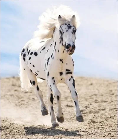 Ce bel animal présente des taches sur une croupe plus blanche que le reste de son corps. Le gène responsable de ce marquage rappelle les chevaux des Indiens d'Amérique (sciencesetavenir.fr). Son nom vient de "Palouse", une tribu apparentée aux Nez-Percés. Sa robe est souvent claire, finement mouchetée de brun ou de noir (nationsindiennes). Sous quel nom désigne-t-on cette noble bête ?