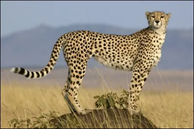 Regardez ce corps d'athlète : svelte, le poids des mâles est d'environ 50 kg, fait de muscles avec de longues et fines pattes. Autres signes remarquables : les traits noirs qui lui partent des yeux, comme des larmes. Cet être est une pure et belle merveille, comme une Ferrari, nommez-le :