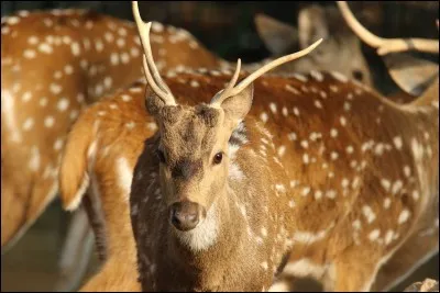 Celui-ci est à classer dans les herbivores, ruminants : son pelage est tacheté, couleur fauve-roux et il porte fièrement des rangées de petites taches blanches sur le dos et les flancs. Les pattes aussi sont blanches.
Quel est cet animal qui porte aussi le nom de chital, qui veut dire en sanskrit, tacheté ?