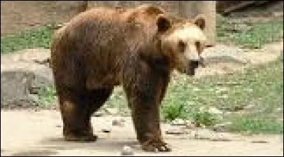 Le "lignan" est un cépage blanc qui a plusieurs noms. Lequel ne porte-t-il pas ?