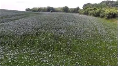 Qui fut le deuxième pape, après saint Pierre ?