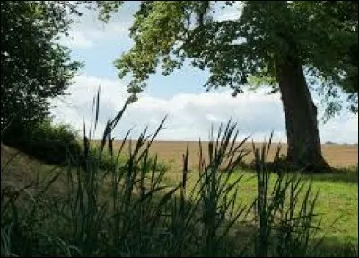 Le 'liard" est le nom usuel d'un arbre : lequel ?