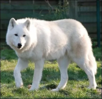 Et enfin, quel est ce canidé ?