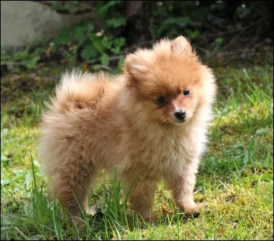 J'adore ce chien ! Le connaissez-vous ?