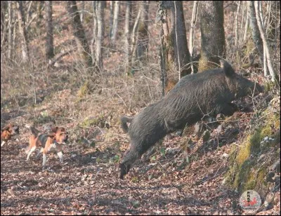 Artémis est la déesse de...