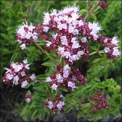 Sous quel nom d'épice est connue la marjolaine sauvage ?