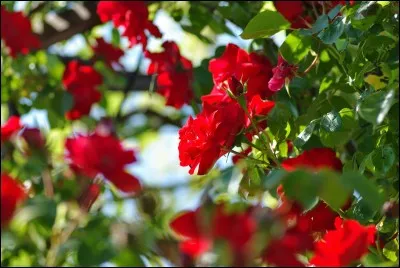 Quelle plante n'est pas toxique ?