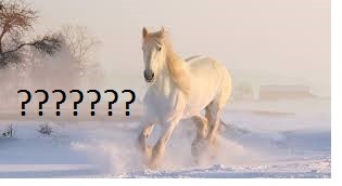Quiz Equitation