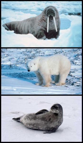 Quel animal de l'Arctique peut peser jusqu' deux tonnes ?