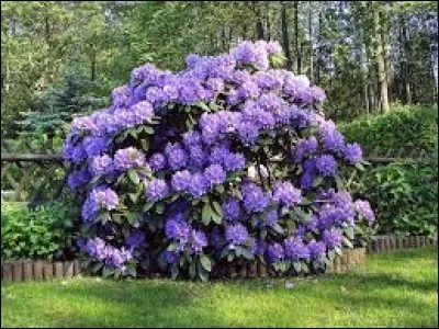 Et cette fleur, comment s'écrit son nom ?