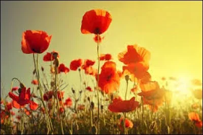 Allez une petite dernière. Quel est le nom de cette fleur ?