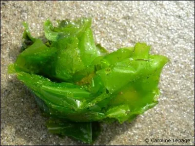 Complétez le nom de cette algue verte bien connue.