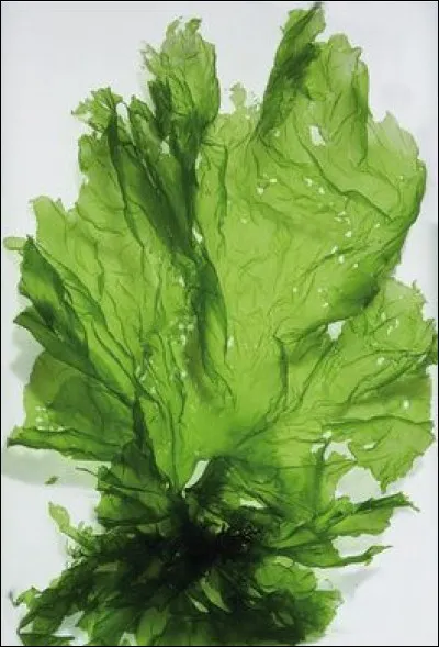 Complétez le nom de celle-ci.