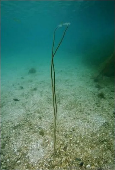 Complétez le nom de celle-ci. ... de mer.