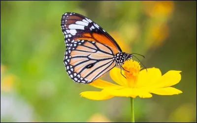 Quel est ce papillon ?
