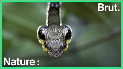 Comment cette chenille échappe-t-elle à ces prédateurs ?