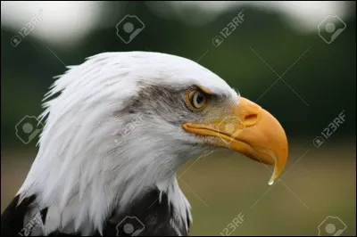 Lequel de ces deux présidents américains n'est pas représenté sur le mont Rushmore ?