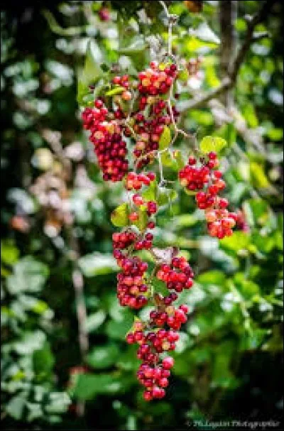 D'où provient le nom de "smurf", la danse née aux États-Unis et apparue en France en 1982 ?