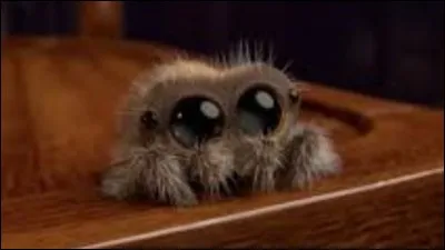 As-tu peur des araignées ?