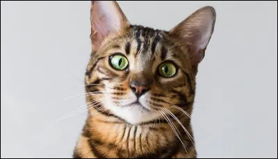 Ton animal ou ta créature fantastique préféré(e) ?