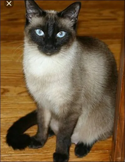 Quelle personne peut se métamorphoser en chat ?