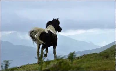 Quel est le nom de ces poneys, qui ne sont plus que 500, et qui ont le privilège de vivre, en toute liberté, au Pays basque ?
