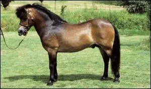 Quelle est cette race ?