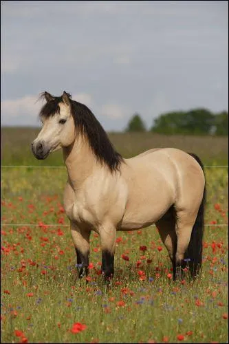 Quelle est cette race ?