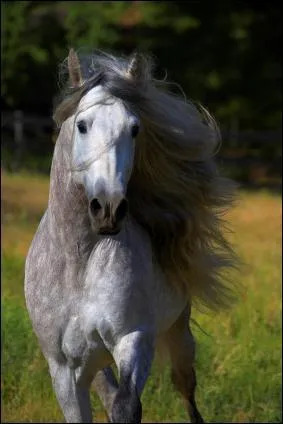 Quelle est cette race ?