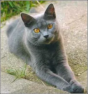 Quel est cet animal ?