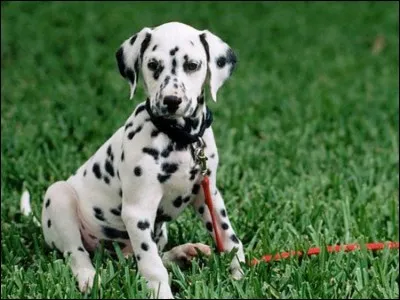 Sur cette photo, on peut voir un dalmatien.