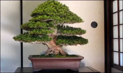 Sur cette photo, on peut voir un bonsaï japonais.