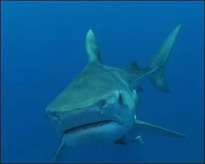 Quel est cet animal ?