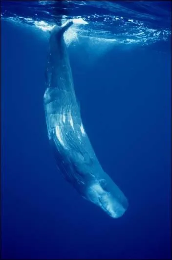 Quel est cet animal ?