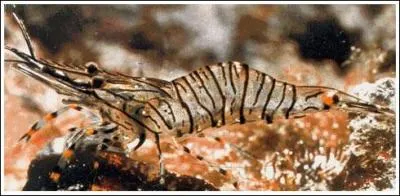 Quel est cet animal ?