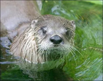 Quel est cet animal ?