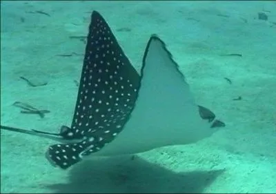 Quel est cet animal ?