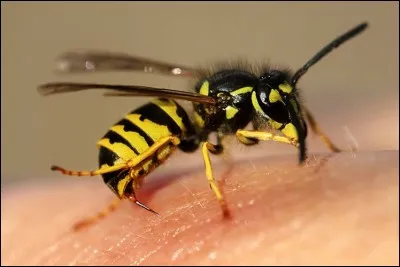 Quelle plante est très utile contre les piqûres d'insectes ? Elle pousse souvent au bord des chemins...