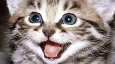 Ton animal préféré :