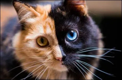 Quelle est l'espérance de vie pour un chat ?