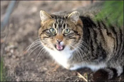 Avec quoi le chat se lave-t-il ?